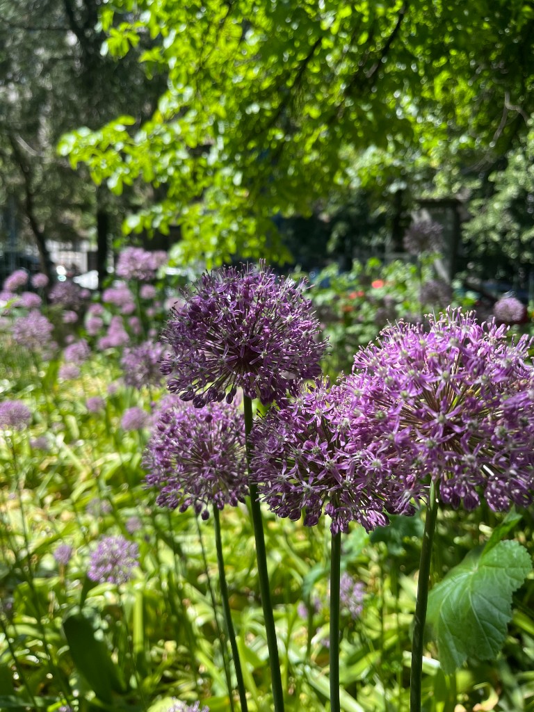 Flowers in the park